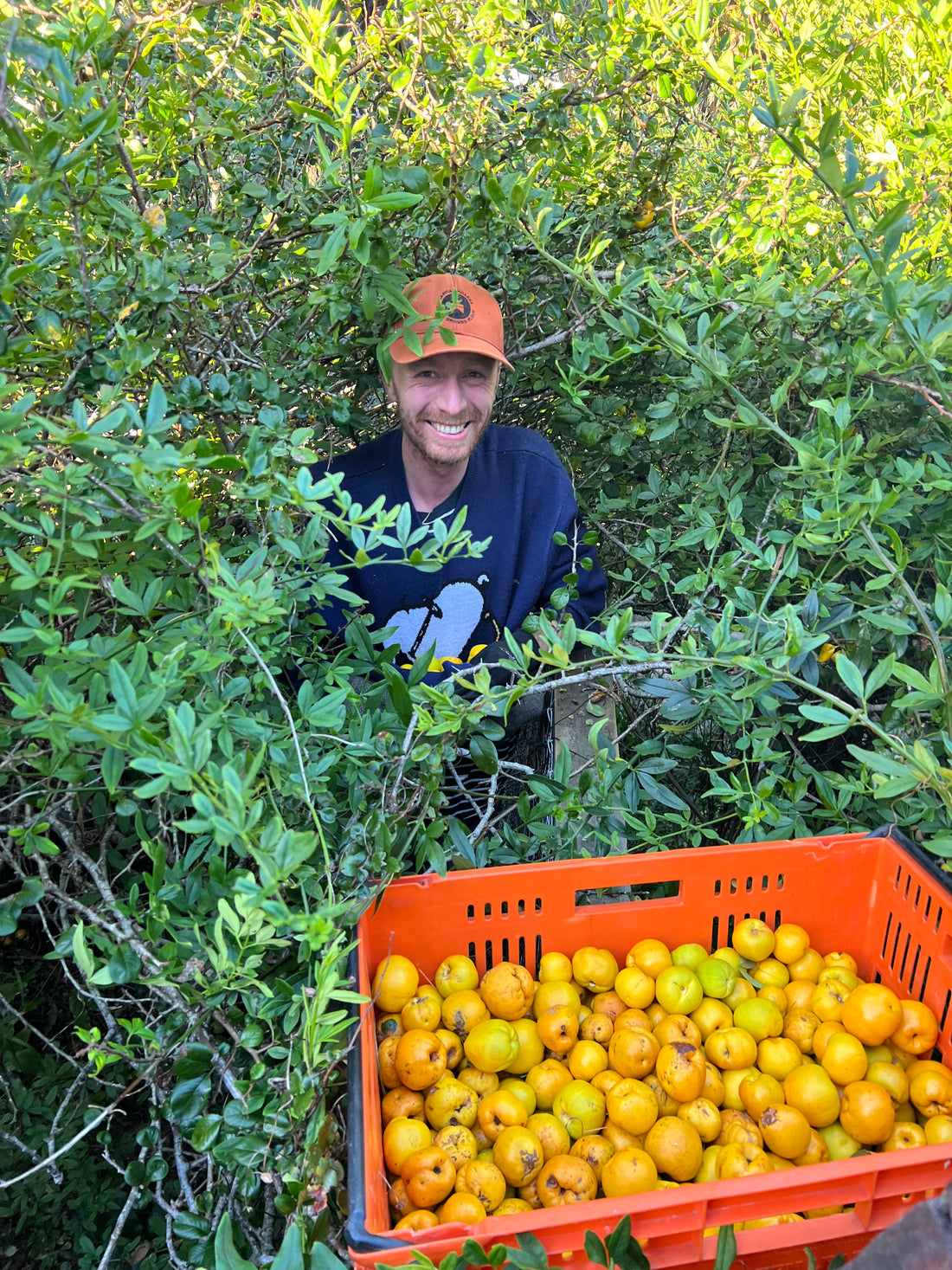 Japanese Flowering Quince